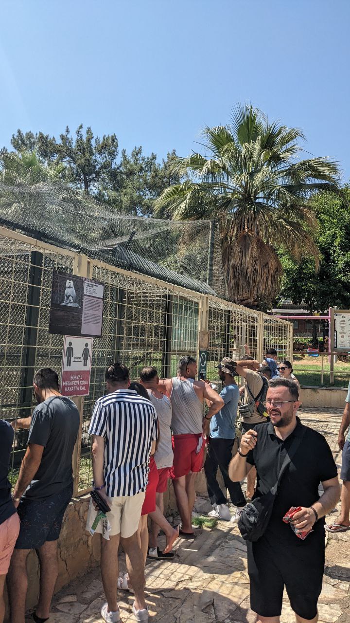 Сегодня были в зоопарке в Анталии. Почему то в зоопарке большая часть посетителей - группы мужчин без детей. Я привык что зоопарк - это семейное, детское место. На этом фото мужчины стоят у клетки с обезьянами и общаются с ними.